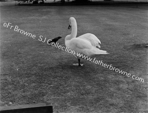 SWAN AND JACKDAW ON LAWN